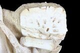 Fossil Crocodile Scute, Vertebra & Bones In Rock #78098-4